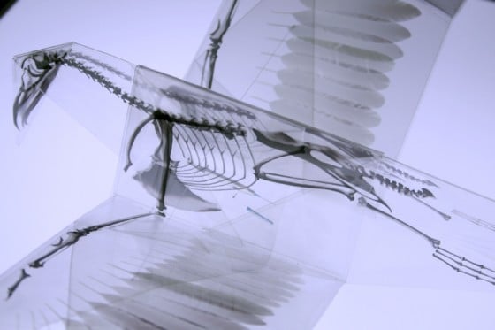 Oritsunagumono - Scheletri di animali su origami trasparenti