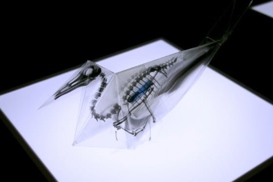 Oritsunagumono - Scheletri di animali su origami trasparenti