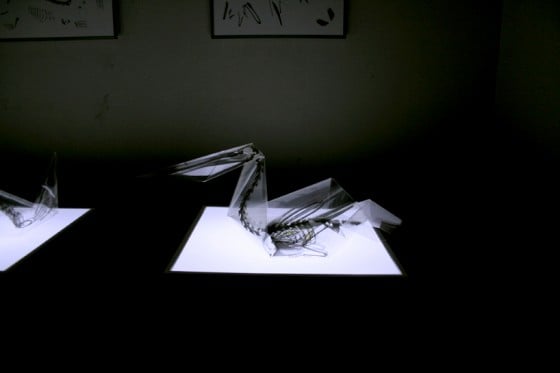 Oritsunagumono - Scheletri di animali su origami trasparenti