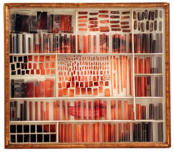 Michael Mapes - Photographic Specimens - Ritratti in provetta
