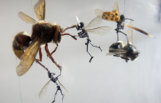 Tessa Farmer - Insect Art Tessa Farmer - Insect Art