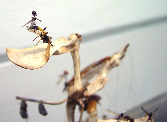 Tessa Farmer - Insect Art Tessa Farmer - Insect Art