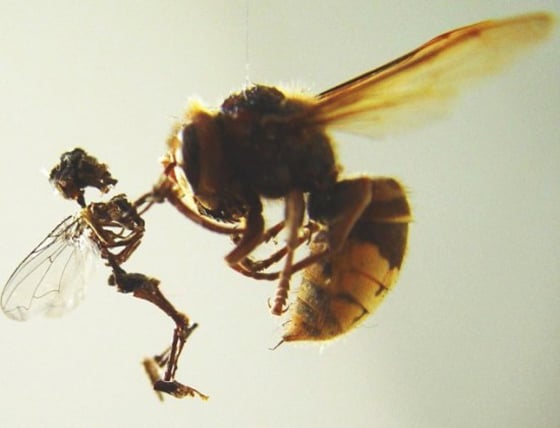Tessa Farmer - Insect Art Tessa Farmer - Insect Art