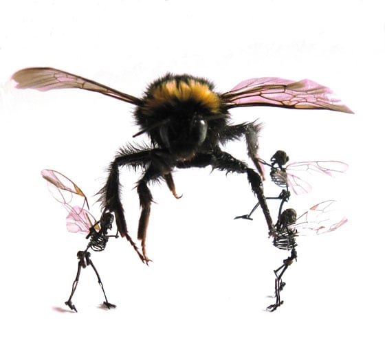 Tessa Farmer - Insect Art