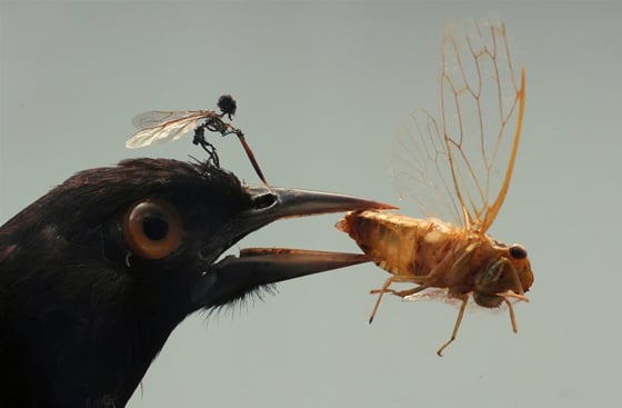 Tessa Farmer - Insect Art Tessa Farmer - Insect Art