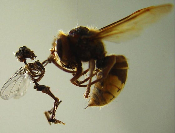 Tessa Farmer - Insect Art Tessa Farmer - Insect Art