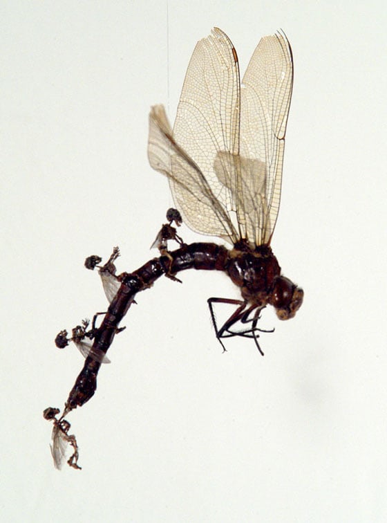 Tessa Farmer - Insect Art Tessa Farmer - Insect Art
