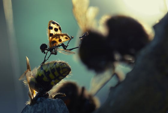 Tessa Farmer - Insect Art Tessa Farmer - Insect Art