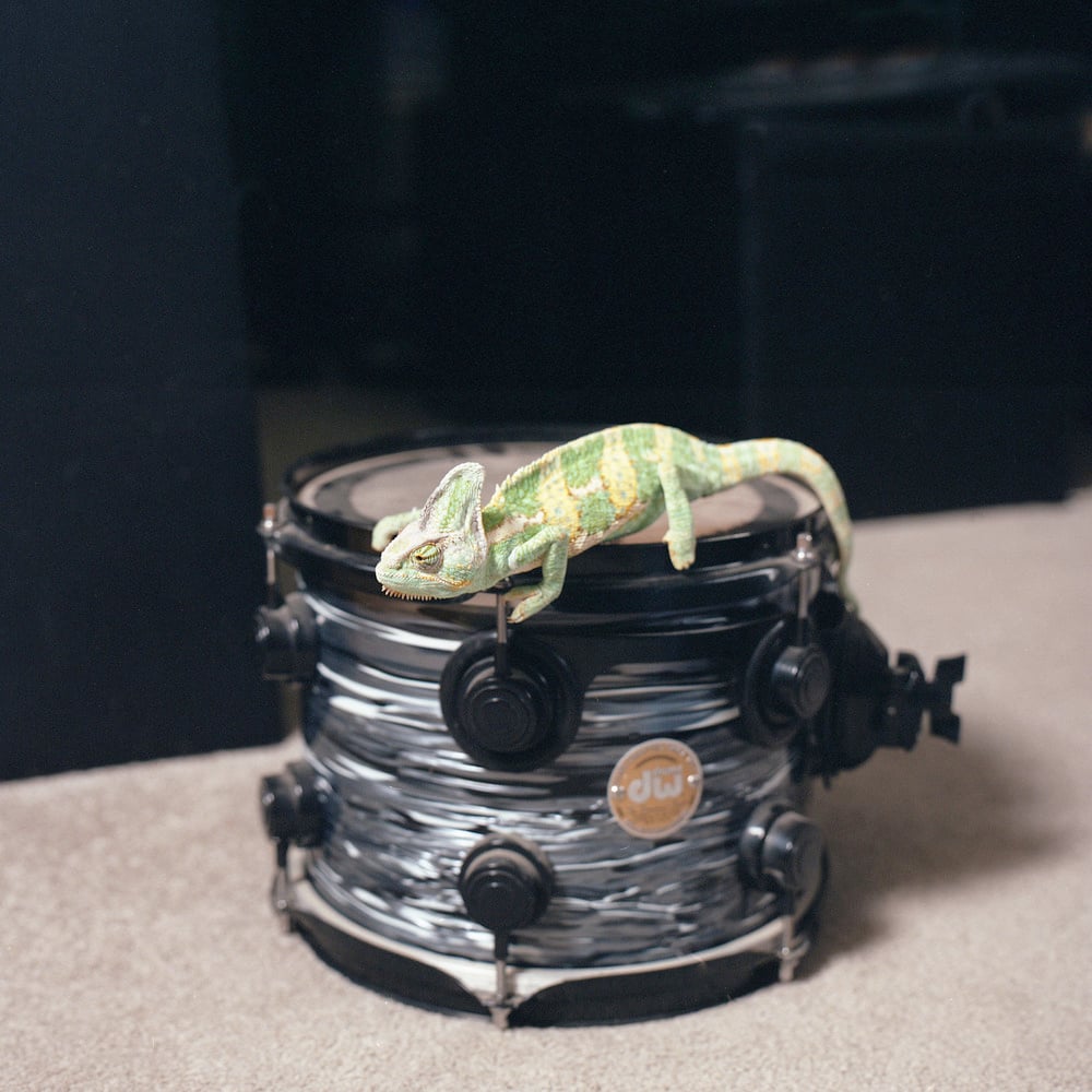 Housebroken, gli animali domestici di Areca Roe | Collater.al