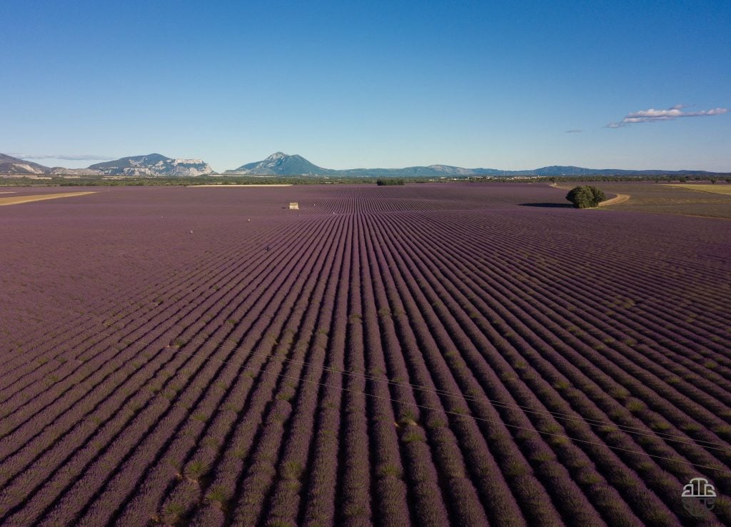 Valensole timelapse | Collater.al