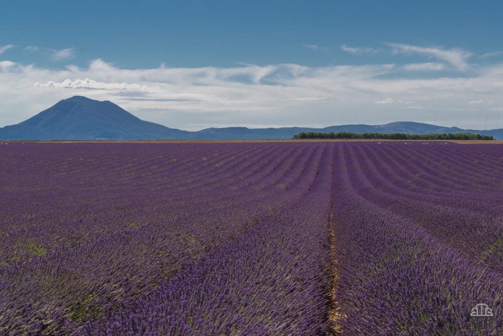Valensole timelapse | Collater.al