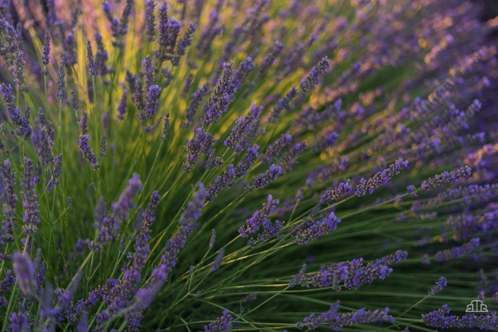 Valensole timelapse | Collater.al