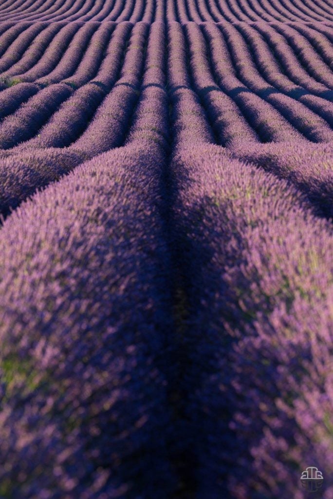 Valensole timelapse | Collater.al