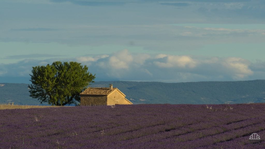Valensole timelapse | Collater.al