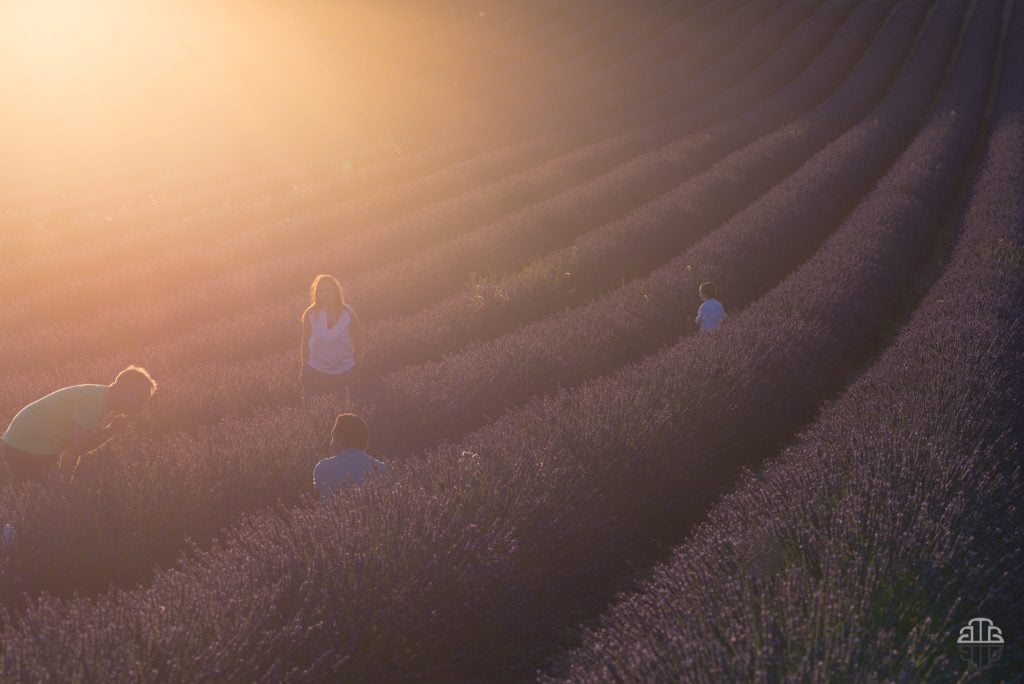 Valensole timelapse | Collater.al