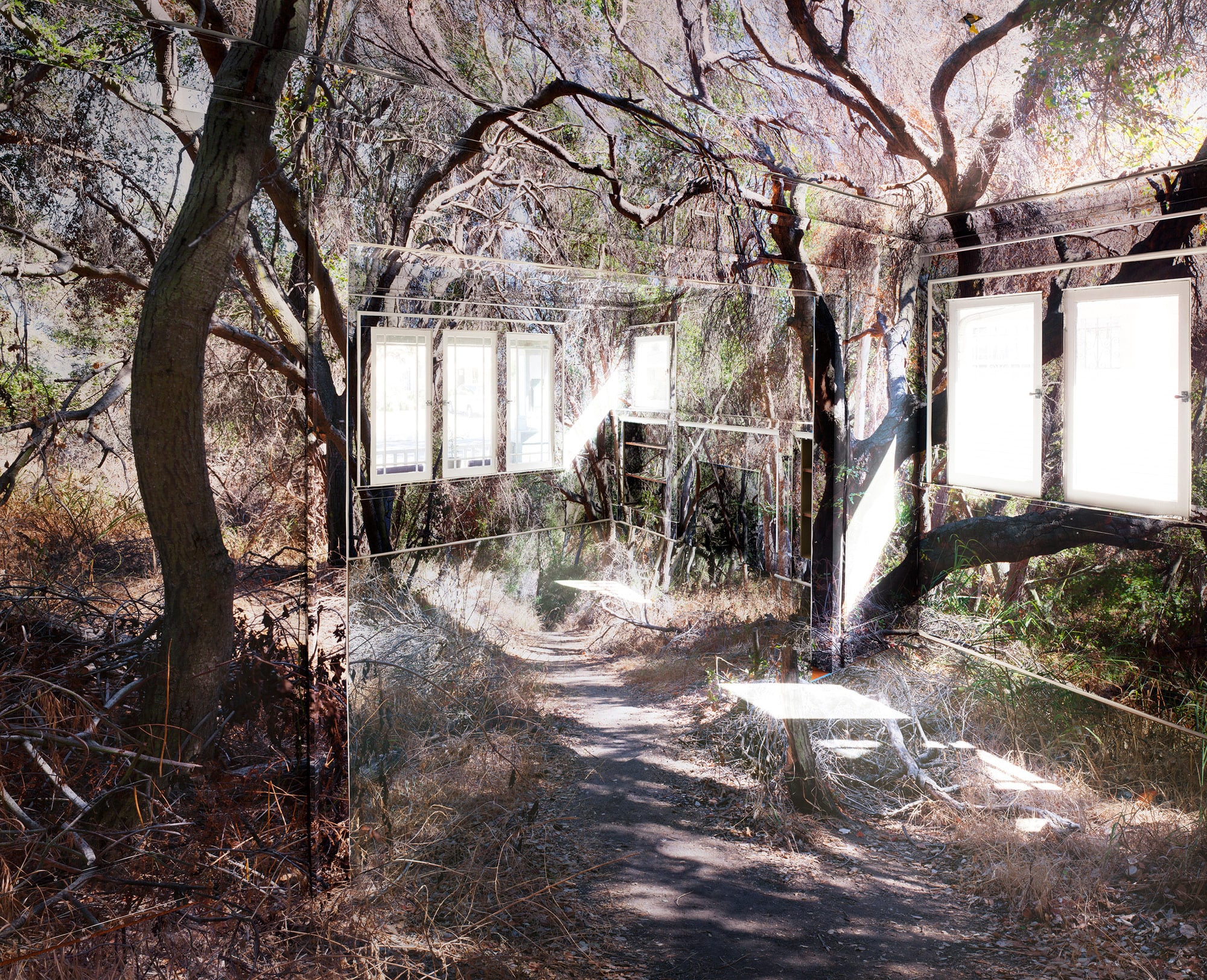 L'installazione tridimensionale di Chris Engman ci porta nel bosco | Collater.al