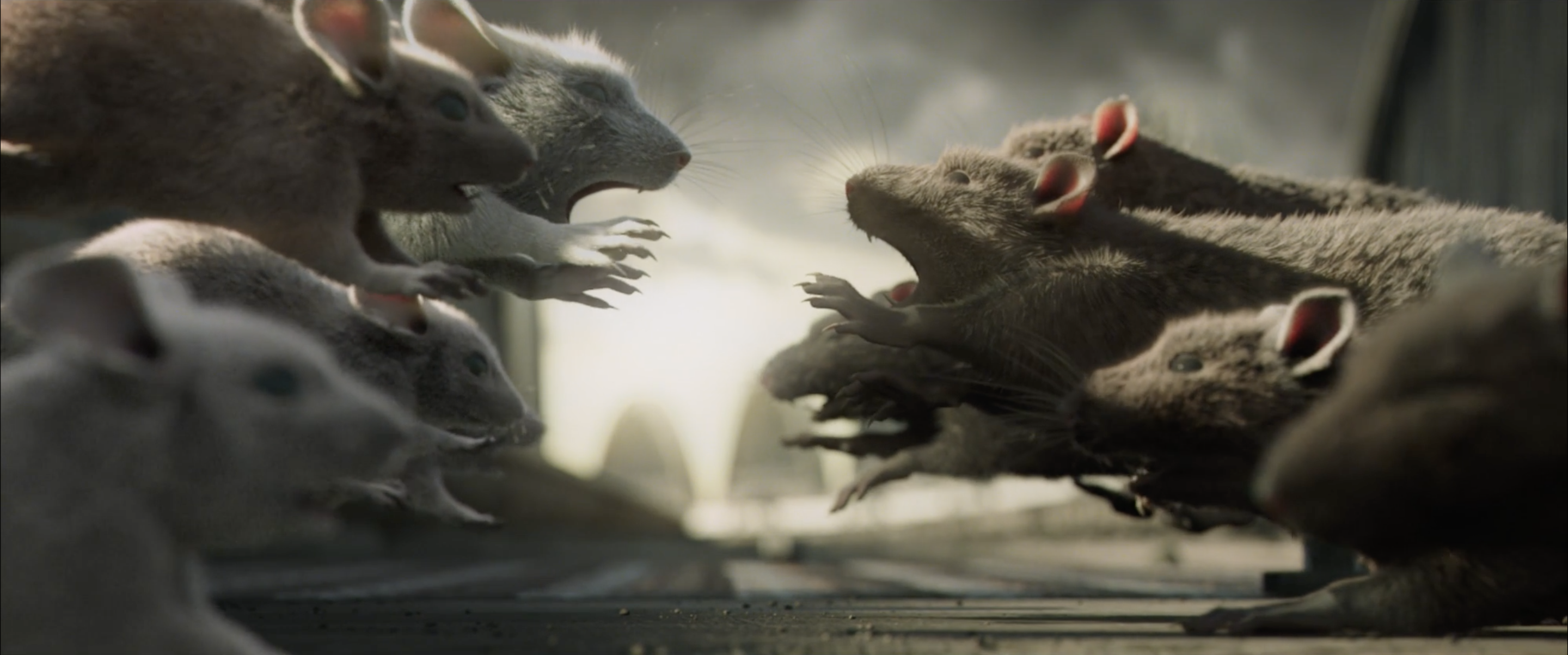 Mice a small story | Collater.al