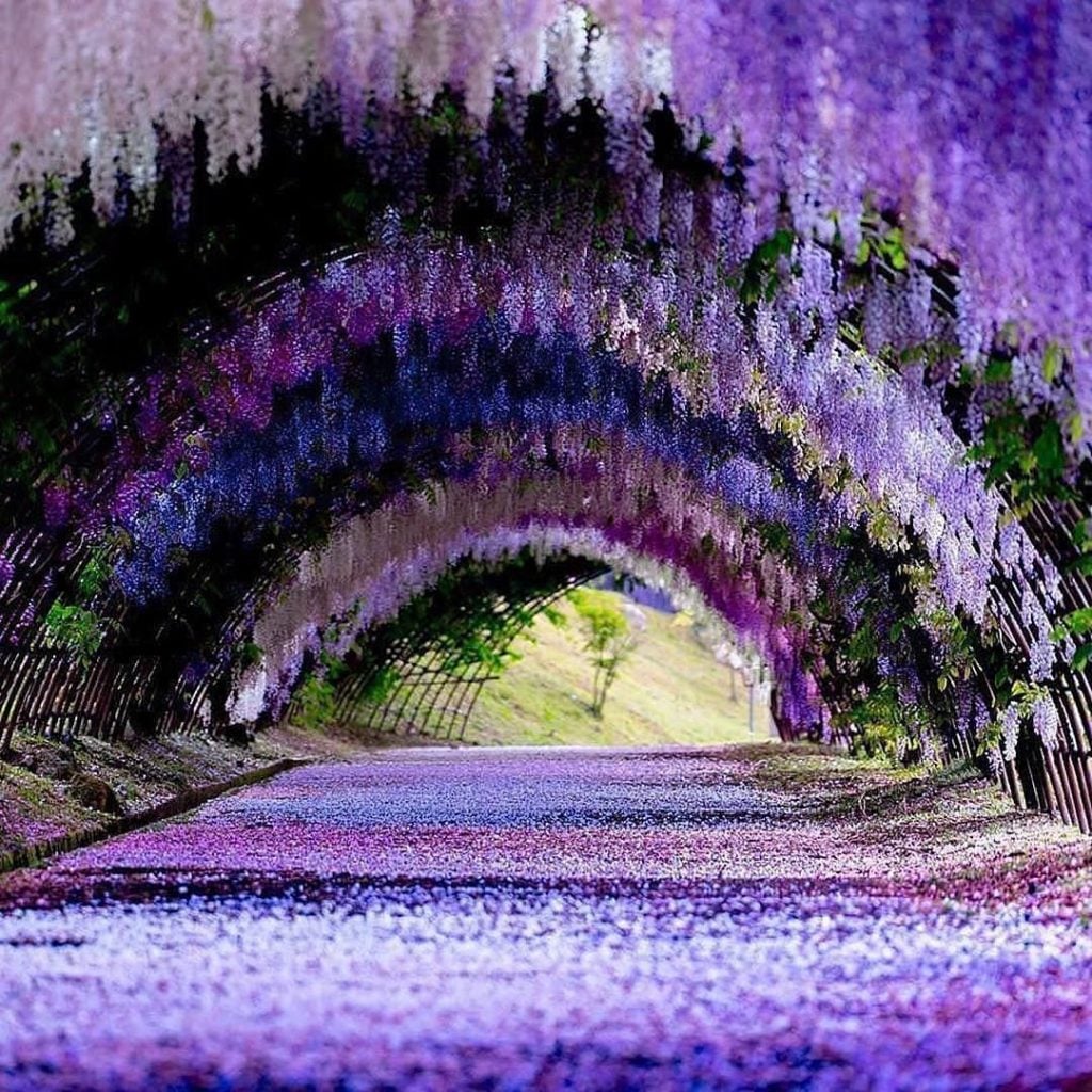 Il tunnel di glicine nella città giapponese di Kitakyushu | Collater.al