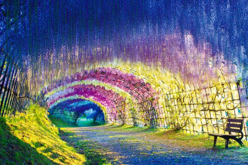 Il tunnel di glicine nella città giapponese di Kitakyushu | Collater.al