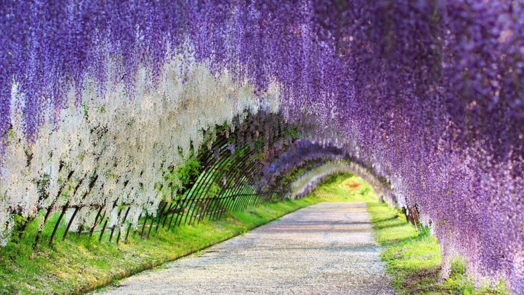 Il tunnel di glicine nella città giapponese di Kitakyushu | Collater.al