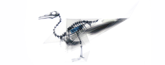 Oritsunagumono - Scheletri di animali su origami trasparenti