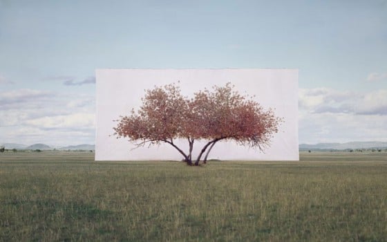 Myoung Ho Lee - Tree - Fotografie di alberi isolati dal loro contesto Myoung Ho Lee - Tree - Fotografie di alberi isolati dal loro contesto