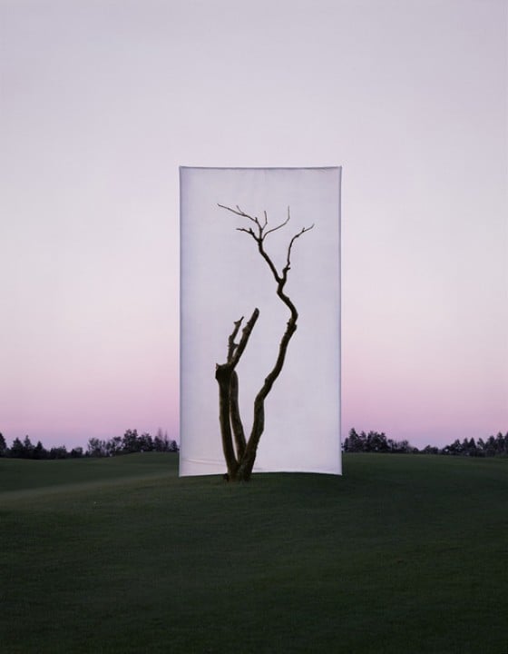 Myoung Ho Lee - Tree - Fotografie di alberi isolati dal loro contesto Myoung Ho Lee - Tree - Fotografie di alberi isolati dal loro contesto