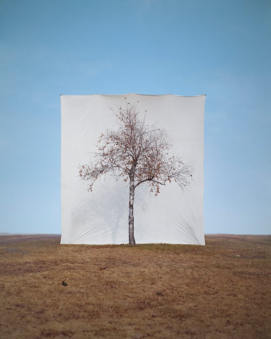Myoung Ho Lee - Tree - Fotografie di alberi isolati dal loro contesto Myoung Ho Lee - Tree - Fotografie di alberi isolati dal loro contesto