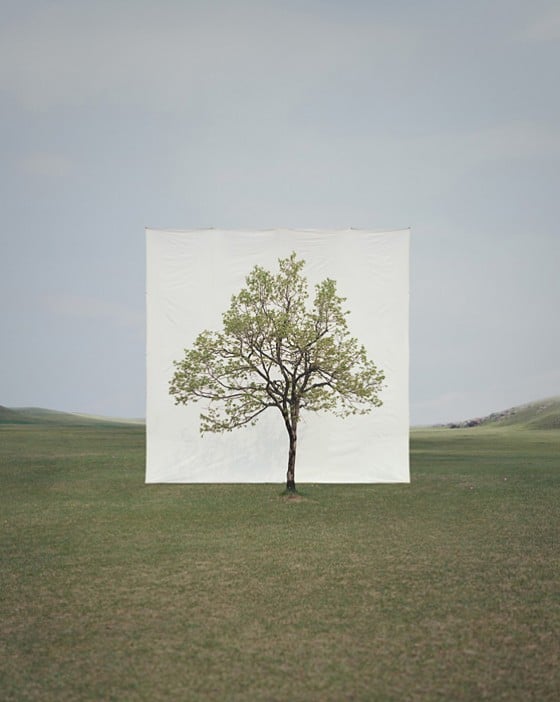 Myoung Ho Lee - Tree - Fotografie di alberi isolati dal loro contesto Myoung Ho Lee - Tree - Fotografie di alberi isolati dal loro contesto