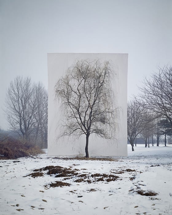 Myoung Ho Lee - Tree - Fotografie di alberi isolati dal loro contesto Myoung Ho Lee - Tree - Fotografie di alberi isolati dal loro contesto