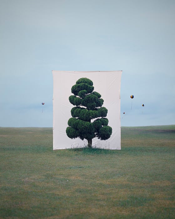 Myoung Ho Lee - Tree - Fotografie di alberi isolati dal loro contesto Myoung Ho Lee - Tree - Fotografie di alberi isolati dal loro contesto
