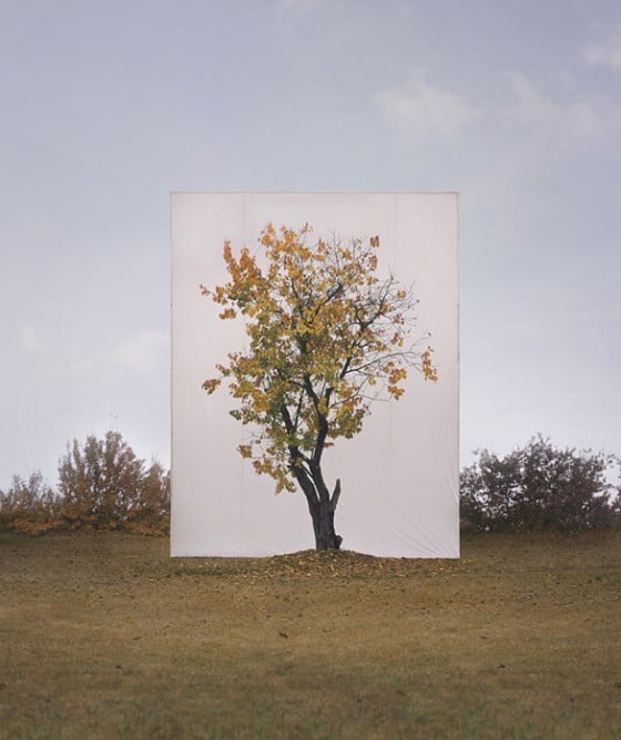 Myoung Ho Lee - Tree - Fotografie di alberi isolati dal loro contesto Myoung Ho Lee - Tree - Fotografie di alberi isolati dal loro contesto