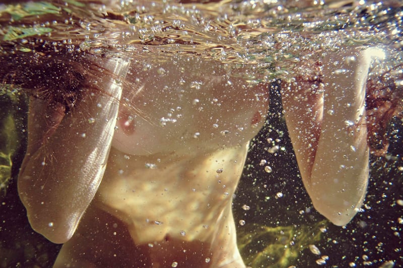 Caroline Mackintosh - Thigh Deep - Foto di nudi subacquei | Collater.al