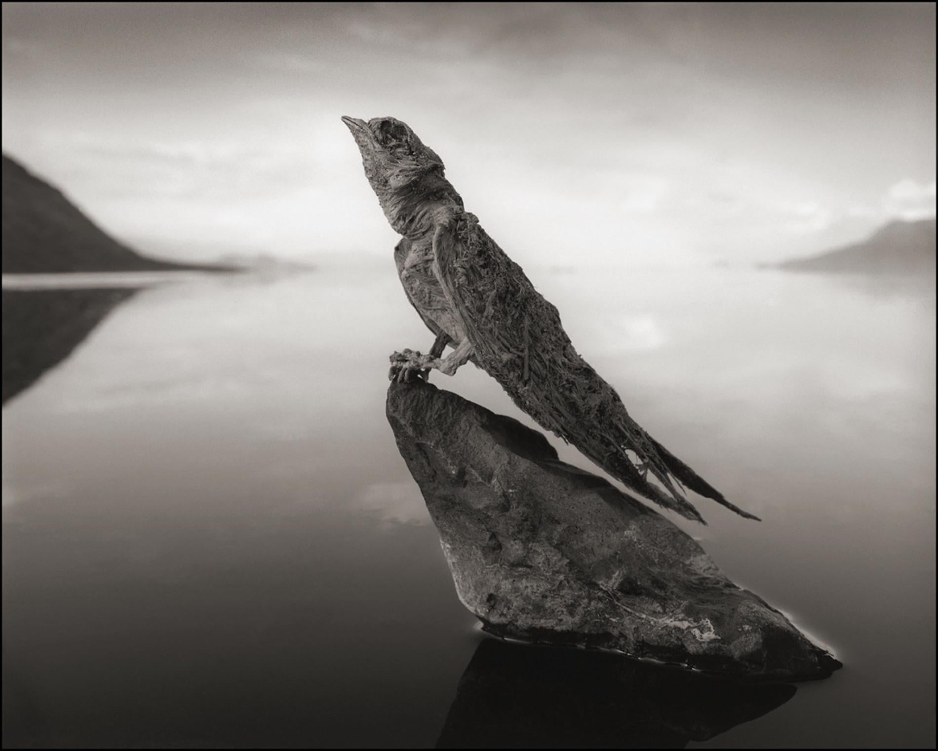 The Calcified, gli animali mummificati di Nick Brandt | Collater.al