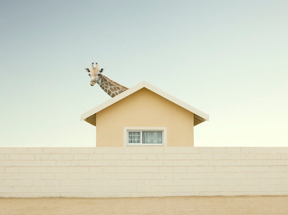 Zack Seckler - Humor Photography