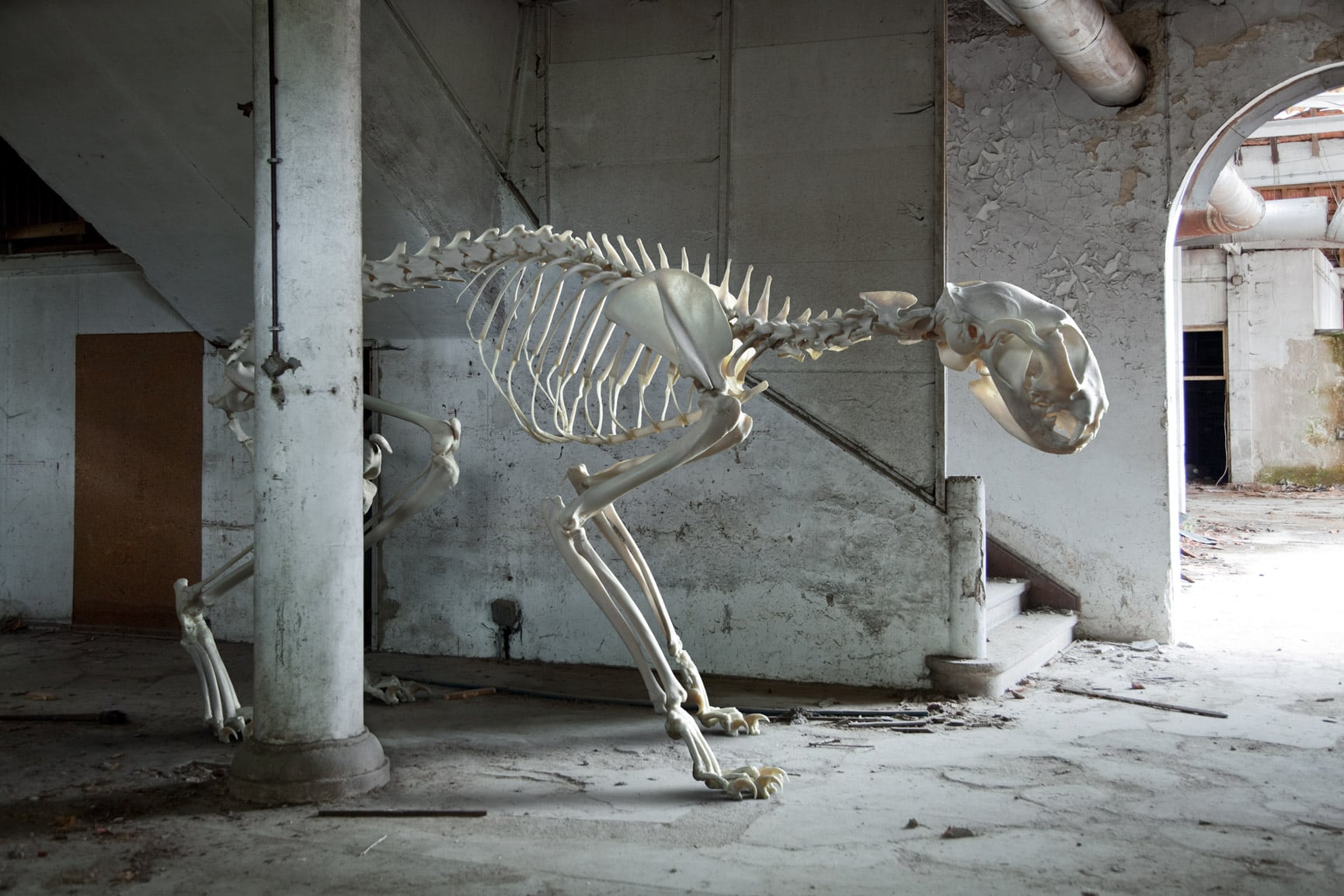 Marc Da Cunha Lopes - VERTEBRATA | Collater.al