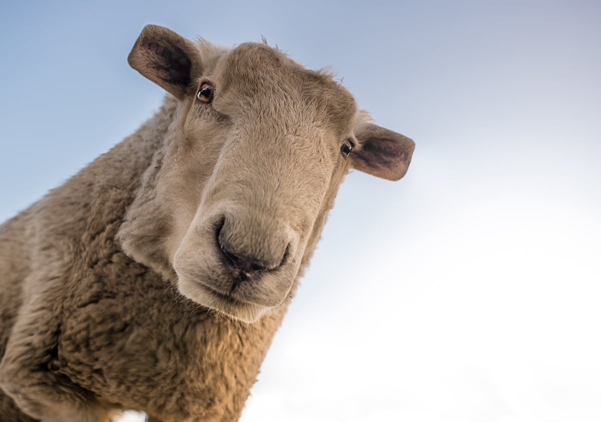 Minecraft In Real Life, gli animali cubici di Aditya Aryanto | Collater.al