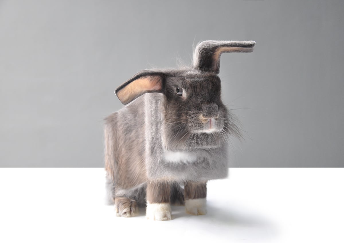 Minecraft In Real Life, gli animali cubici di Aditya Aryanto | Collater.al