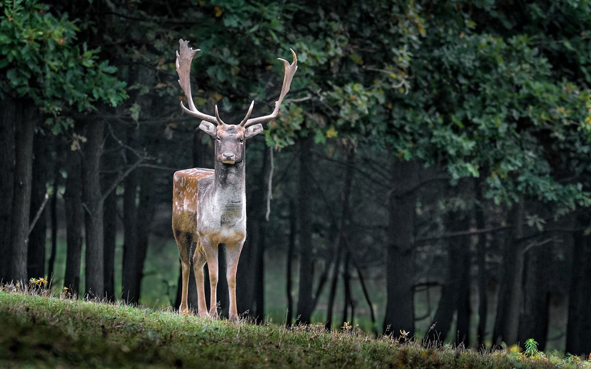 Minecraft In Real Life, gli animali cubici di Aditya Aryanto | Collater.al