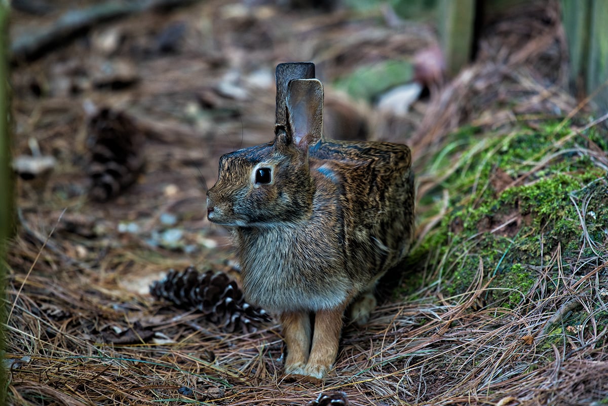 Minecraft In Real Life, gli animali cubici di Aditya Aryanto | Collater.al