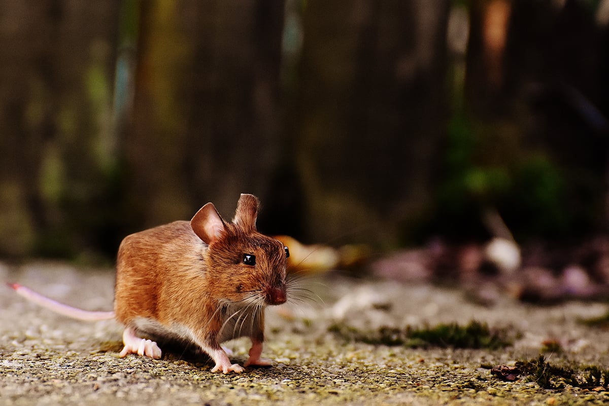 Minecraft In Real Life, gli animali cubici di Aditya Aryanto | Collater.al