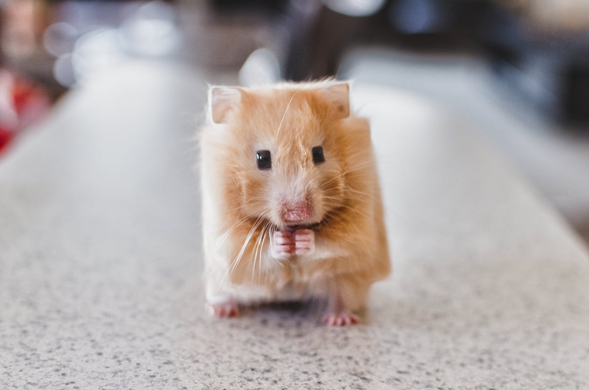 Minecraft In Real Life, gli animali cubici di Aditya Aryanto | Collater.al