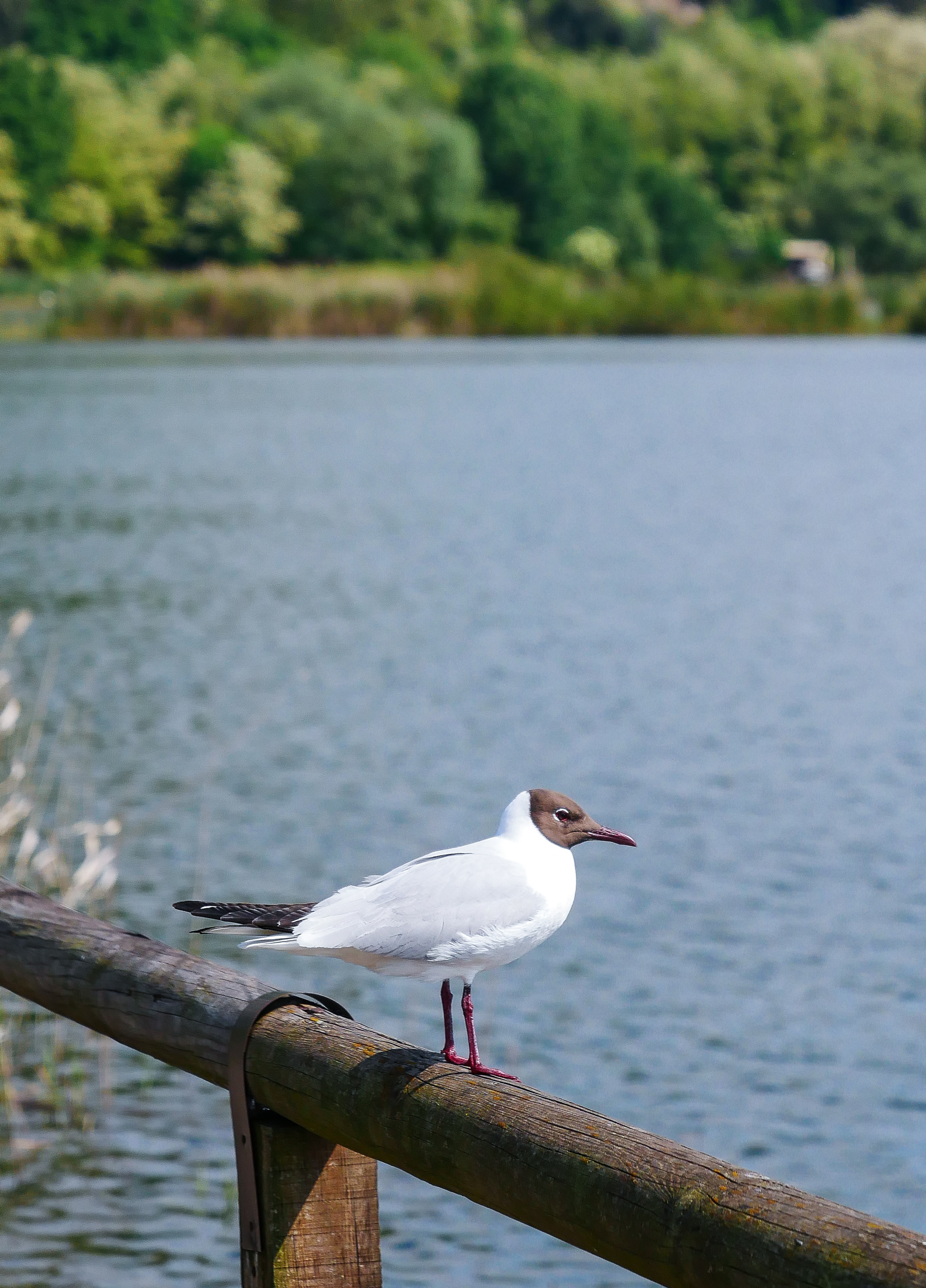 The Wander Playlist - Il Lago d'Iseo e le Torbiere del Sebino | Collater.al