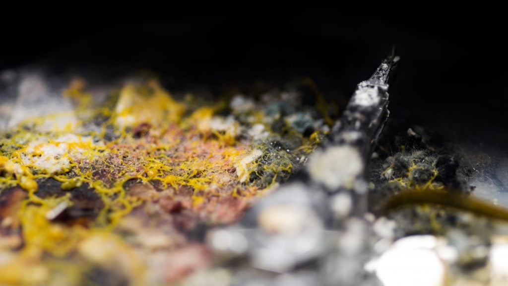 Nomadic Violence, biologia e fotografia si uniscono nel progetto di Nicolò Carlon e Diego De Lazzer | Collater.al 2