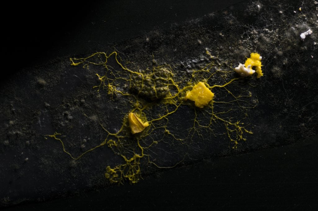 Nomadic Violence, biologia e fotografia si uniscono nel progetto di Nicolò Carlon e Diego De Lazzer | Collater.al 4