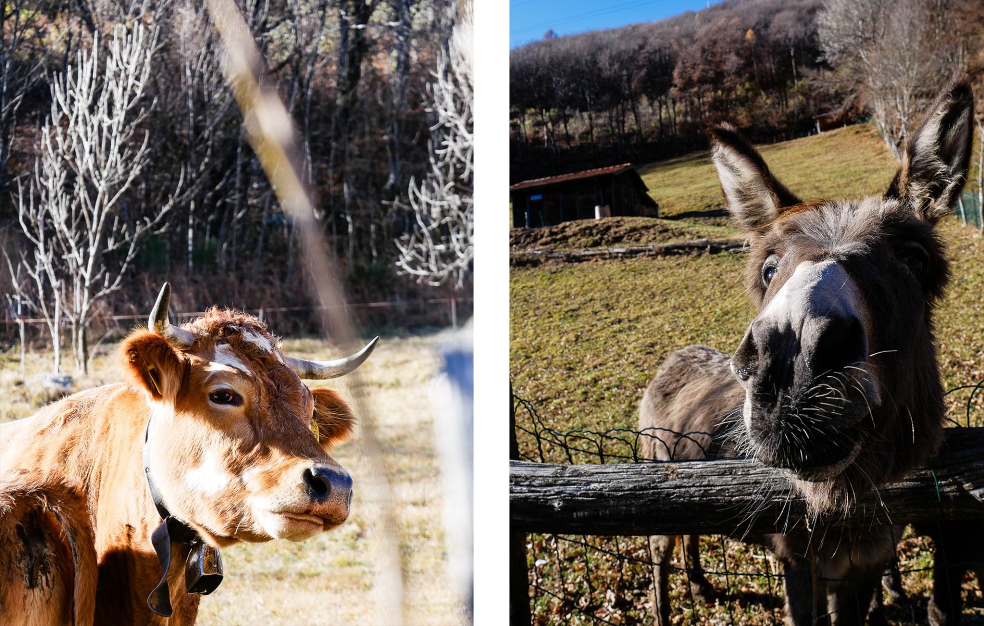 Una escursione autunnale in Valsassina | Collater.al