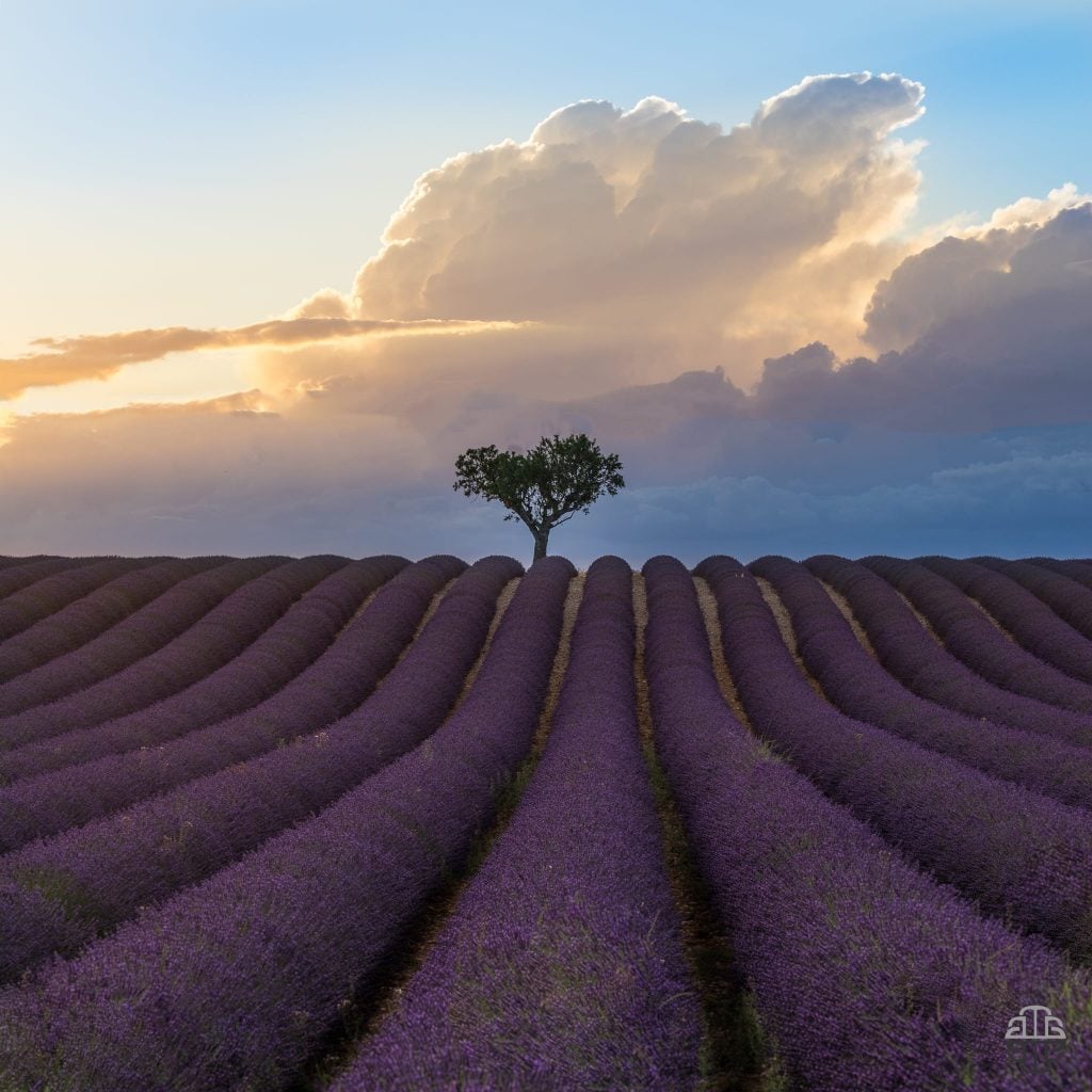 Valensole timelapse | Collater.al