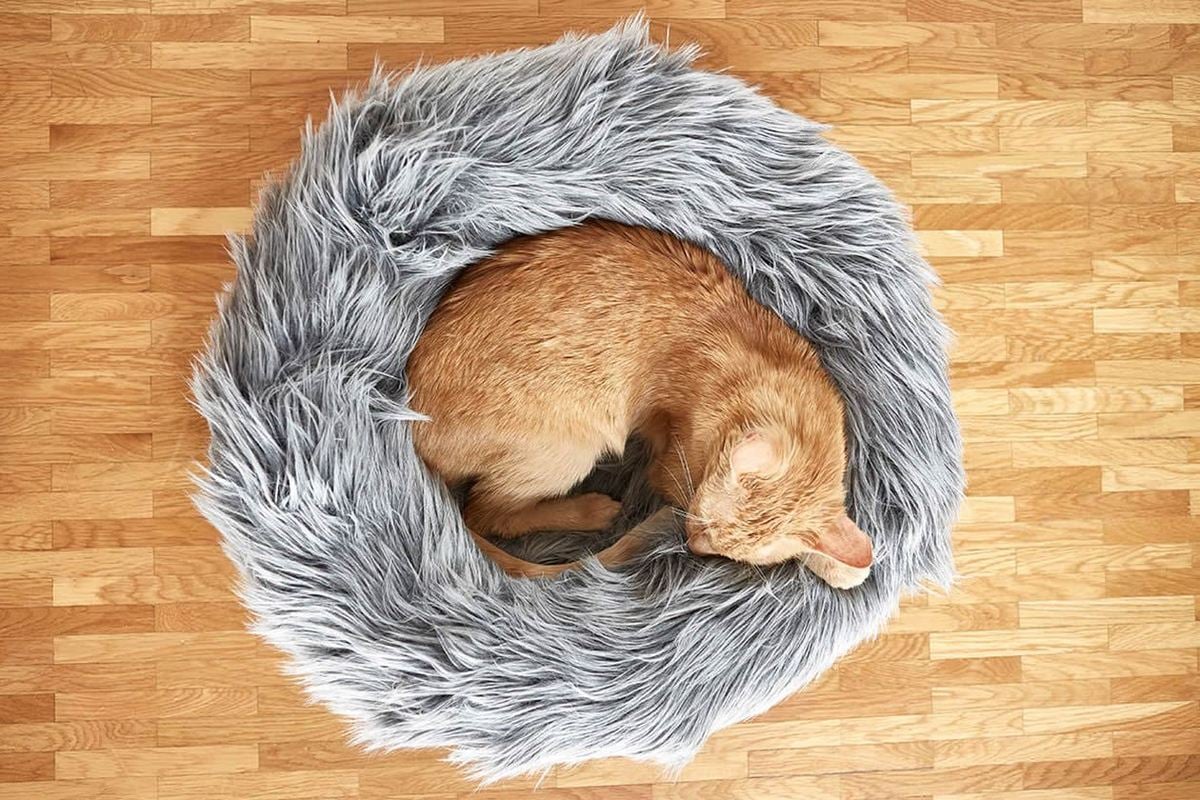 Tuft Paw | Collater.al