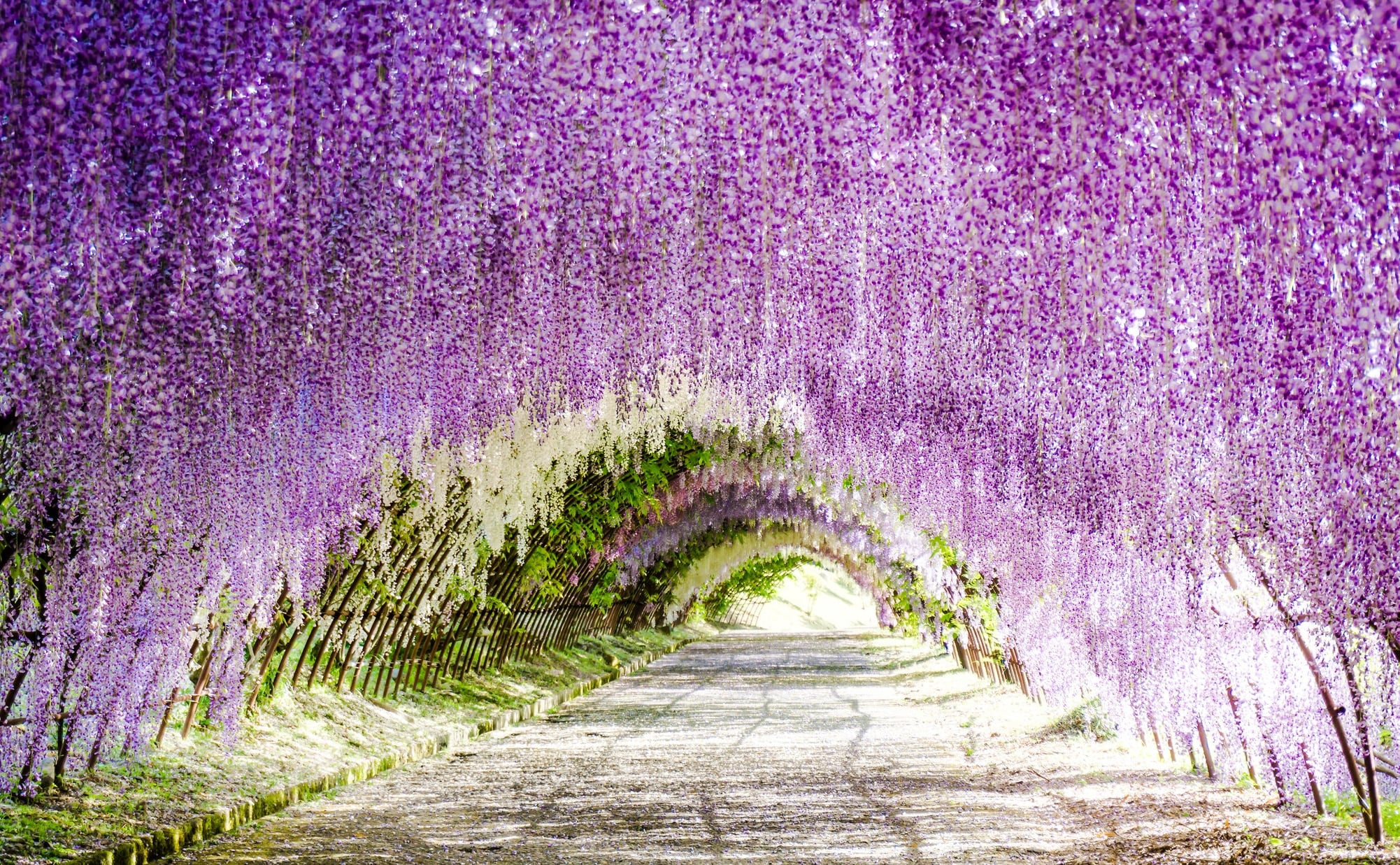 Wisteria tunnel in the Japanese city of Kitakyushu | Collater.al