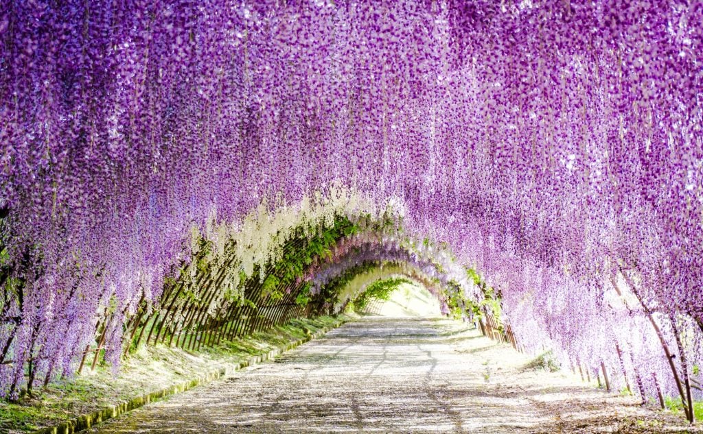 Il tunnel di glicine nella città giapponese di Kitakyushu | Collater.al